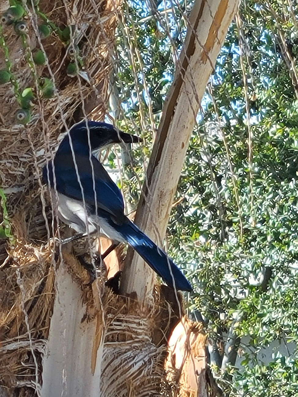 Bluebird on a Palm Tree