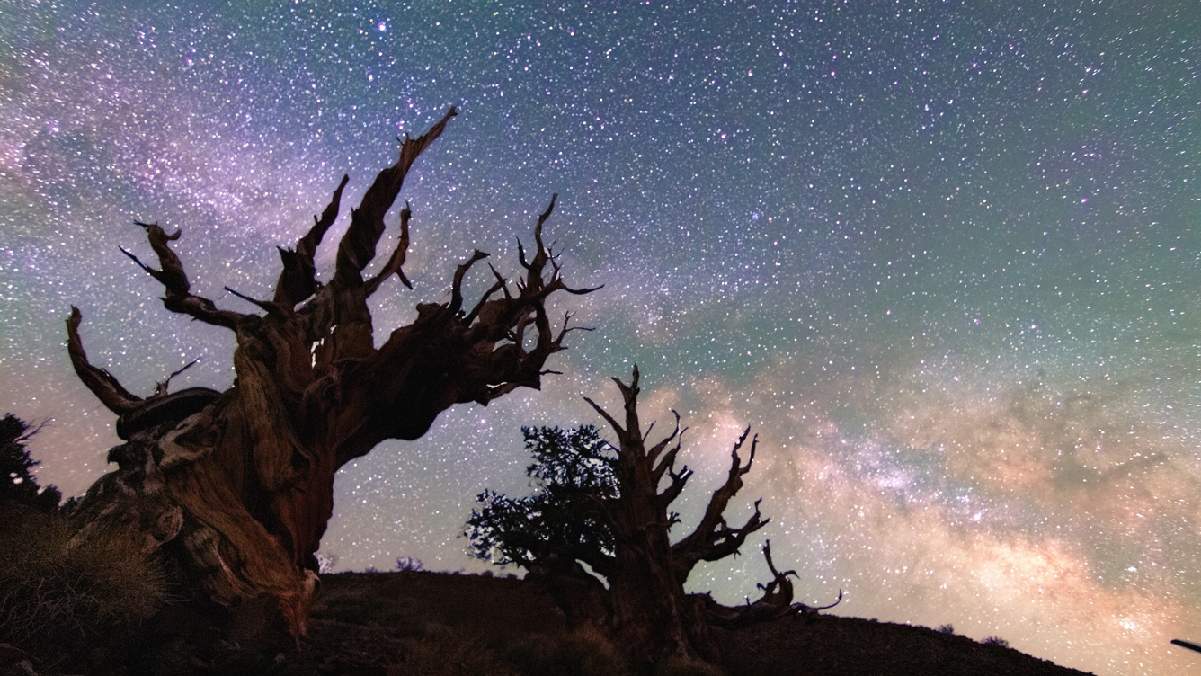 Ancient Bristlecone & Milky Way