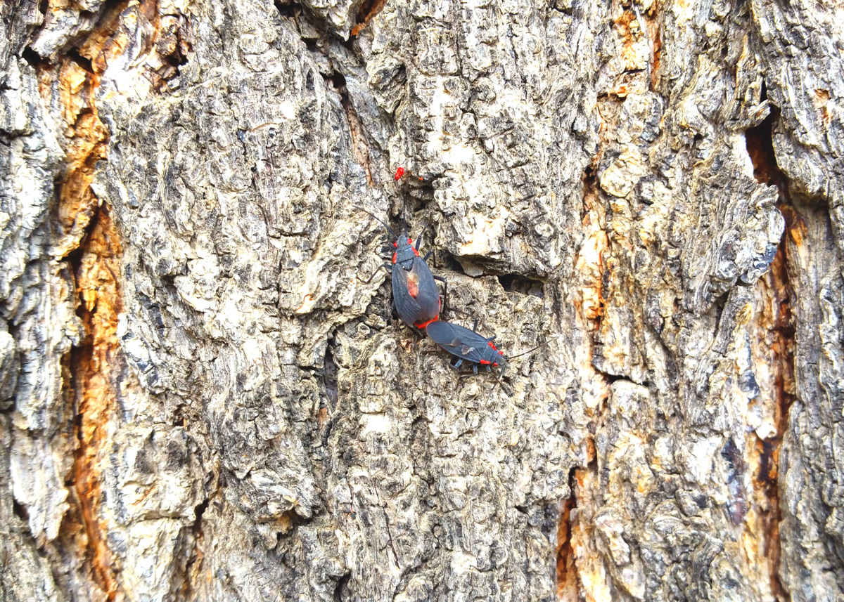 Conchuela Stink Bugs Mating