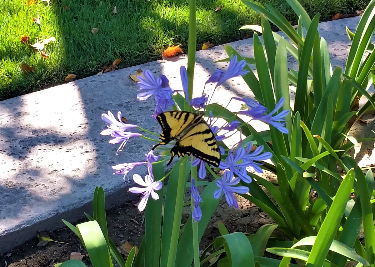 Butterfly Showing its Beauty