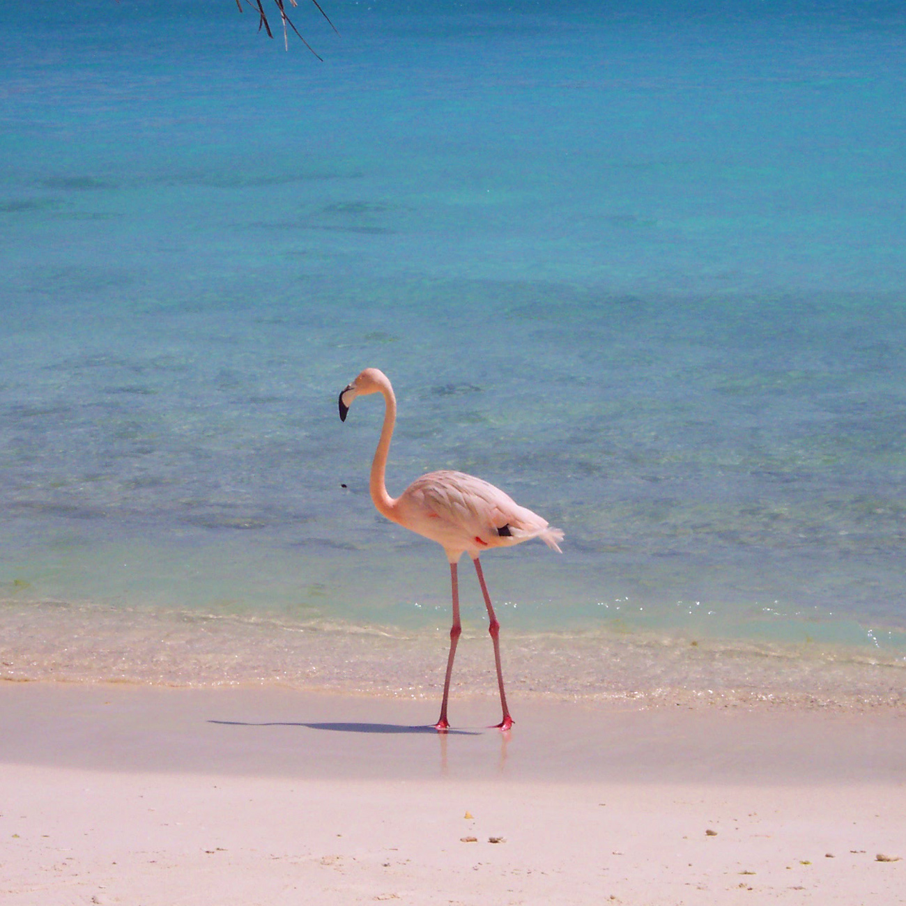 Beach Flamingo