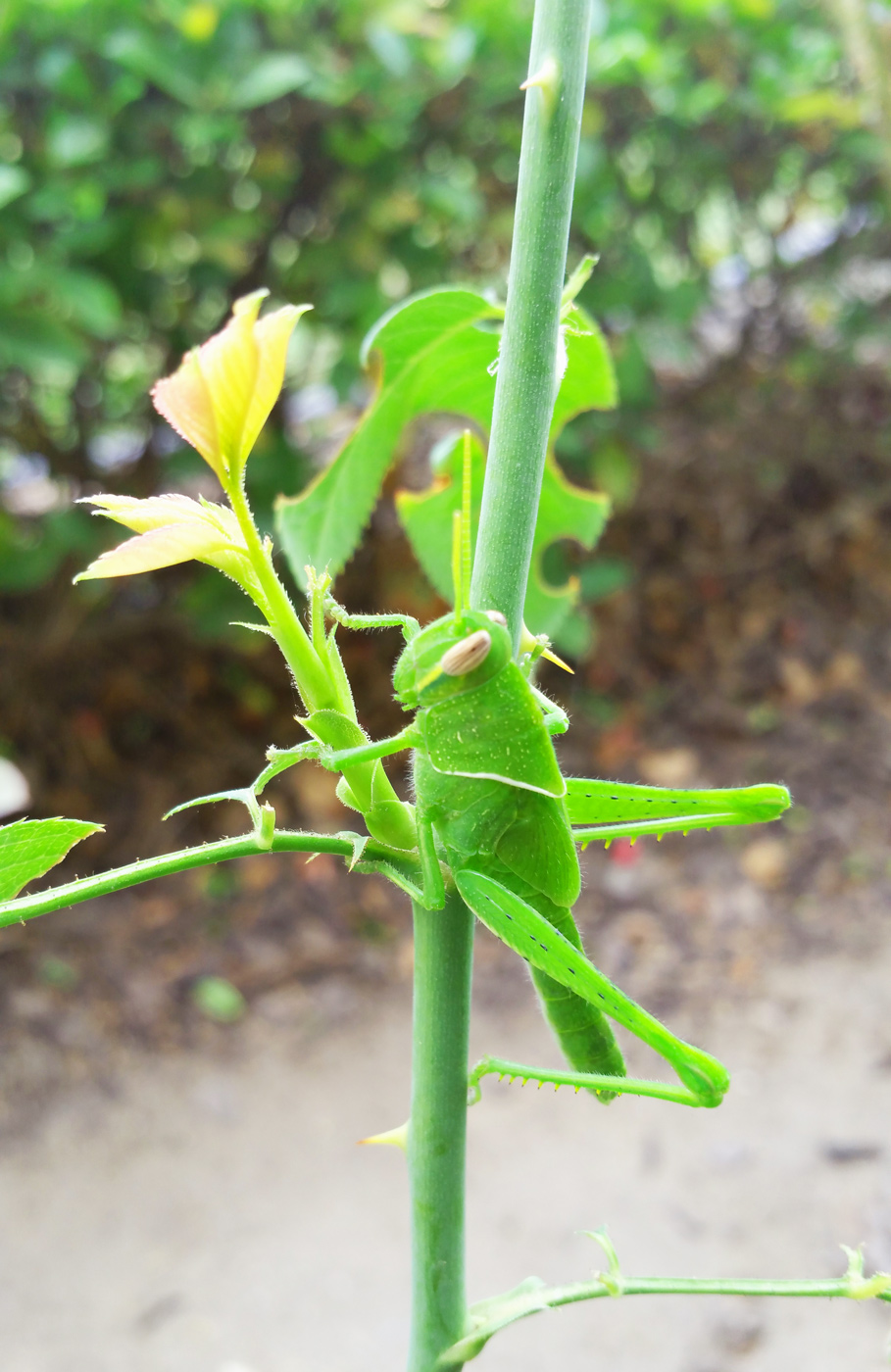 Camouflaged Grasshopper