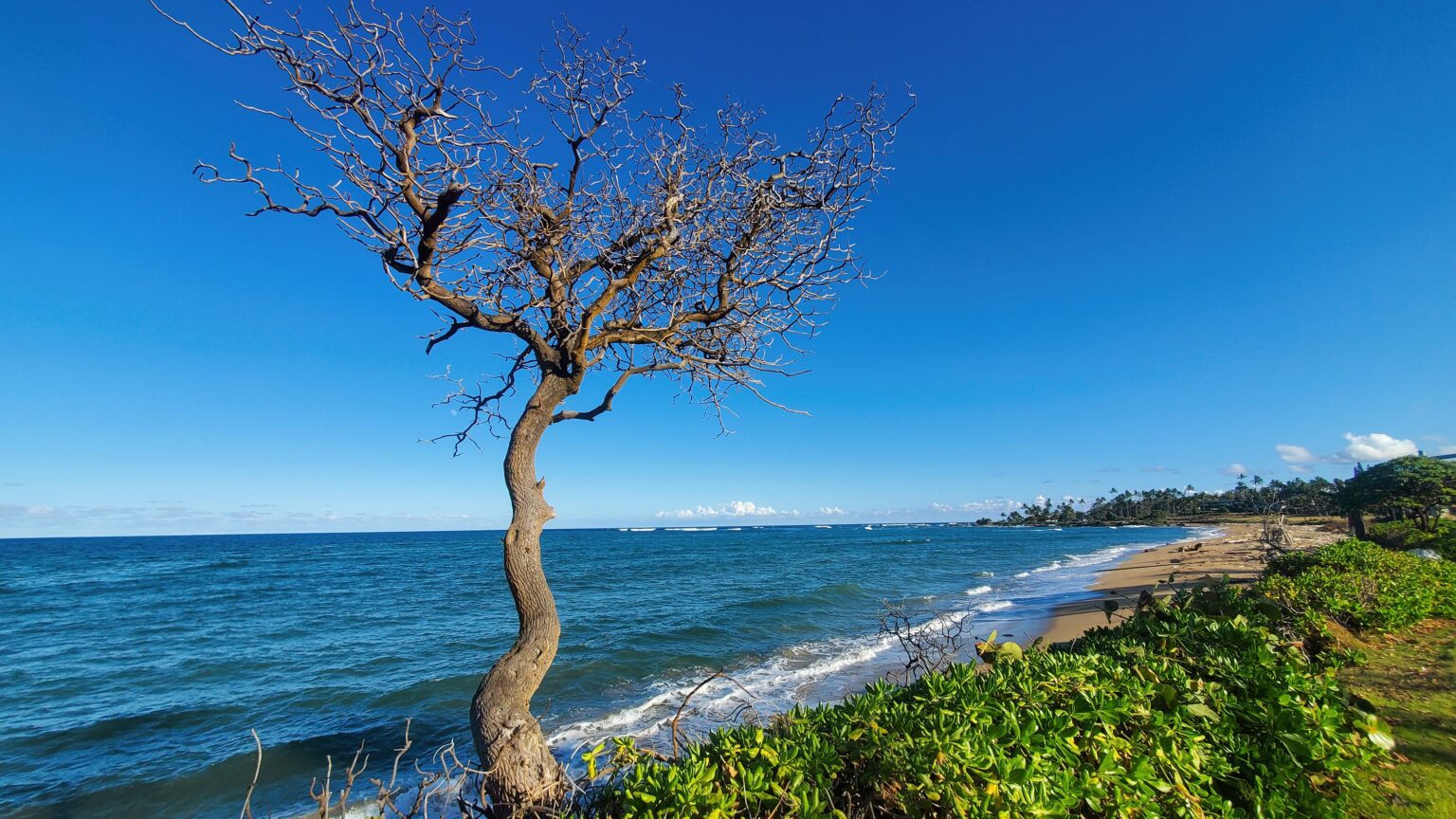 Lonely Tree