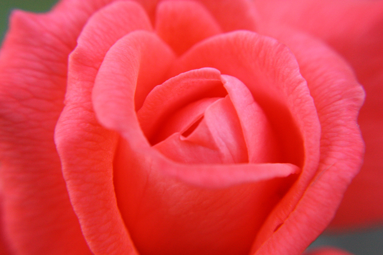 Pink Rose