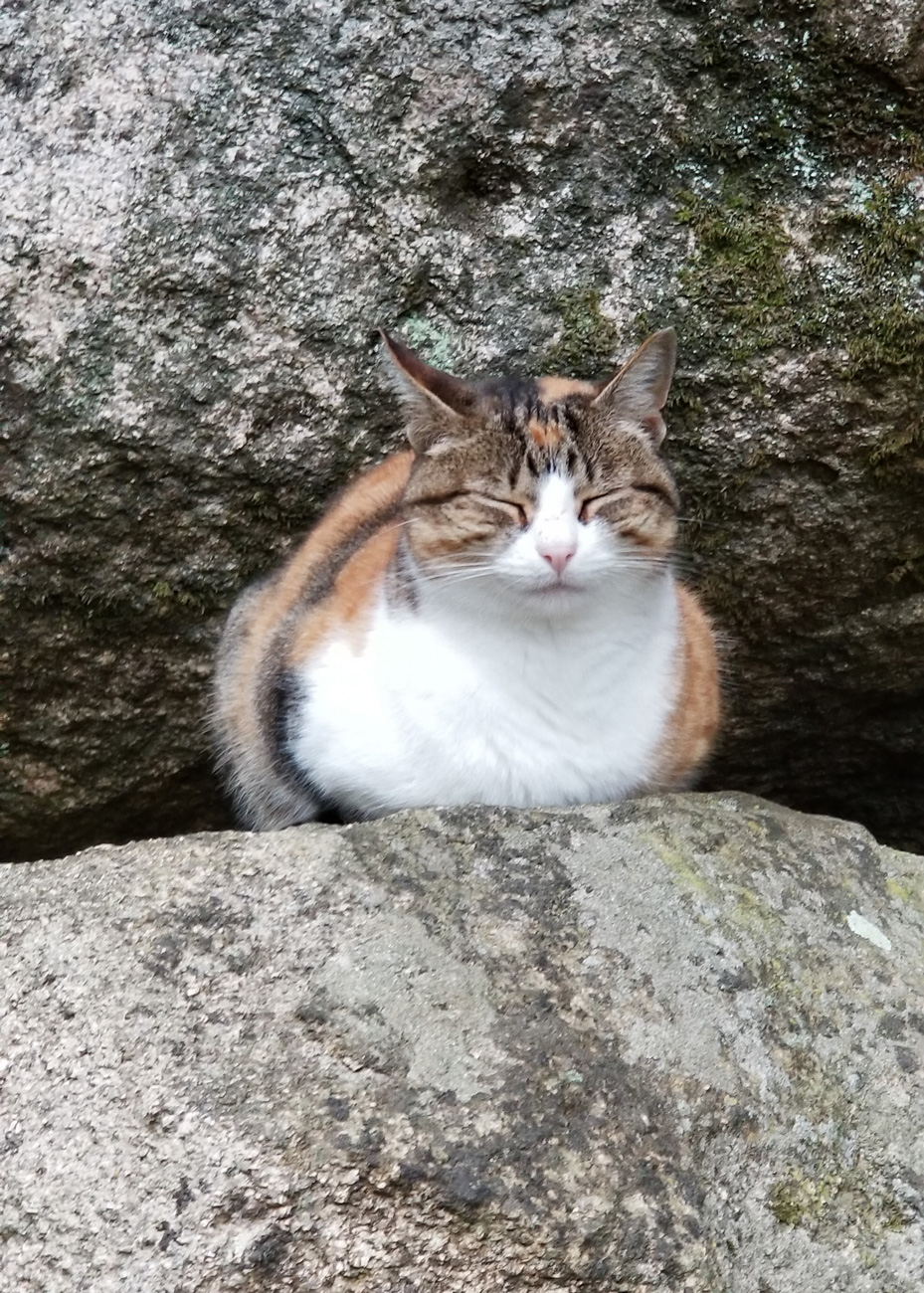 Portuguese Cat