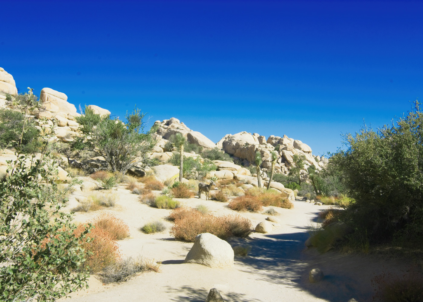 Ram in Joshua Tree