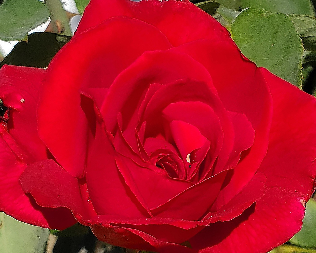 Red Rose