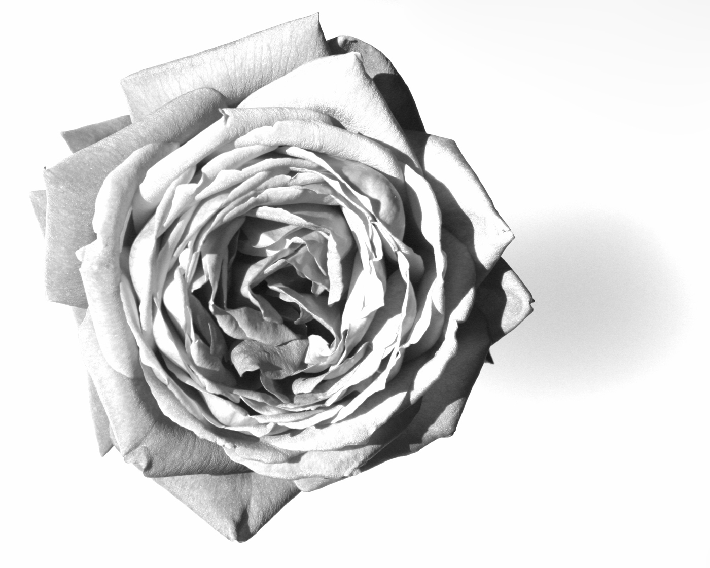 B&W Rose