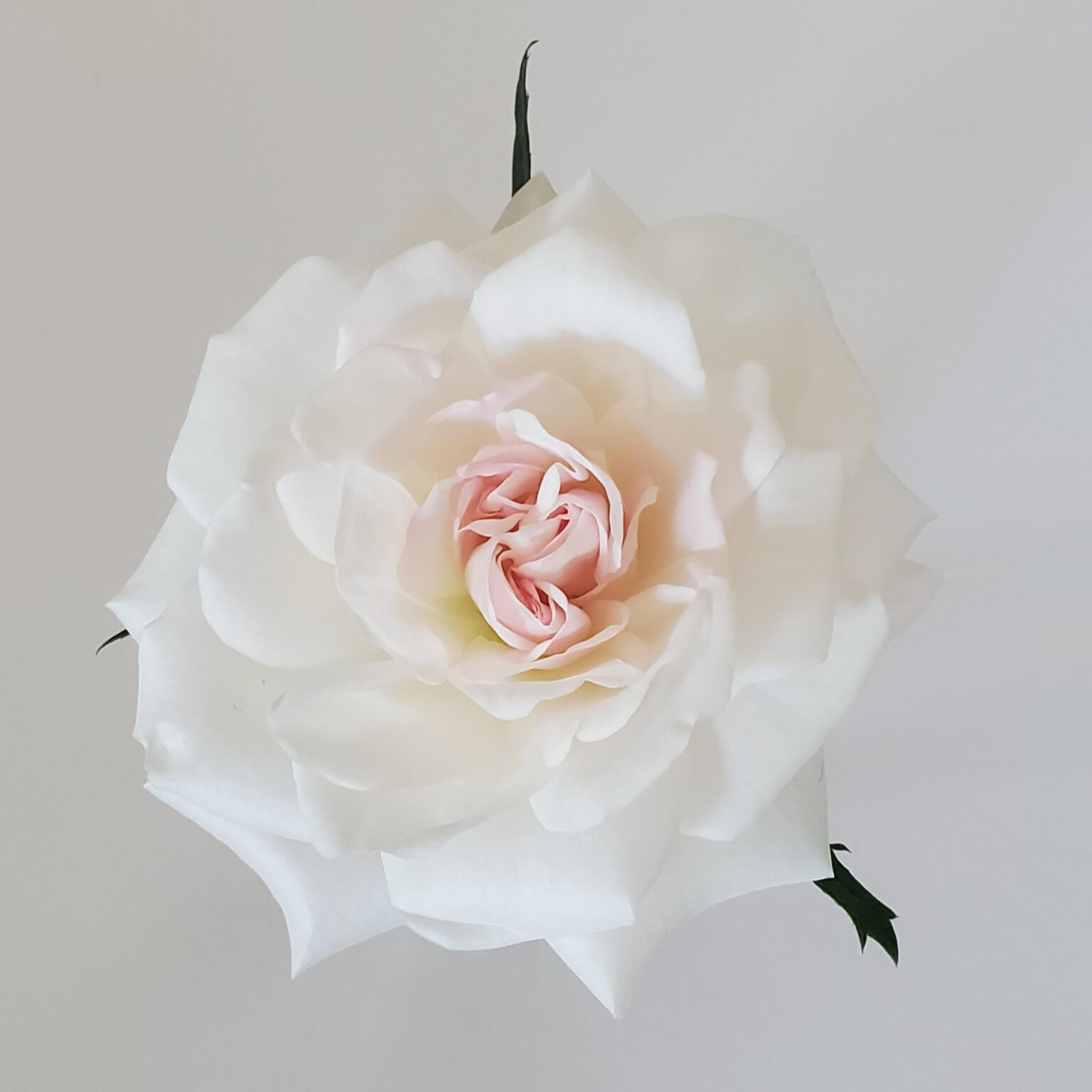 White Rose