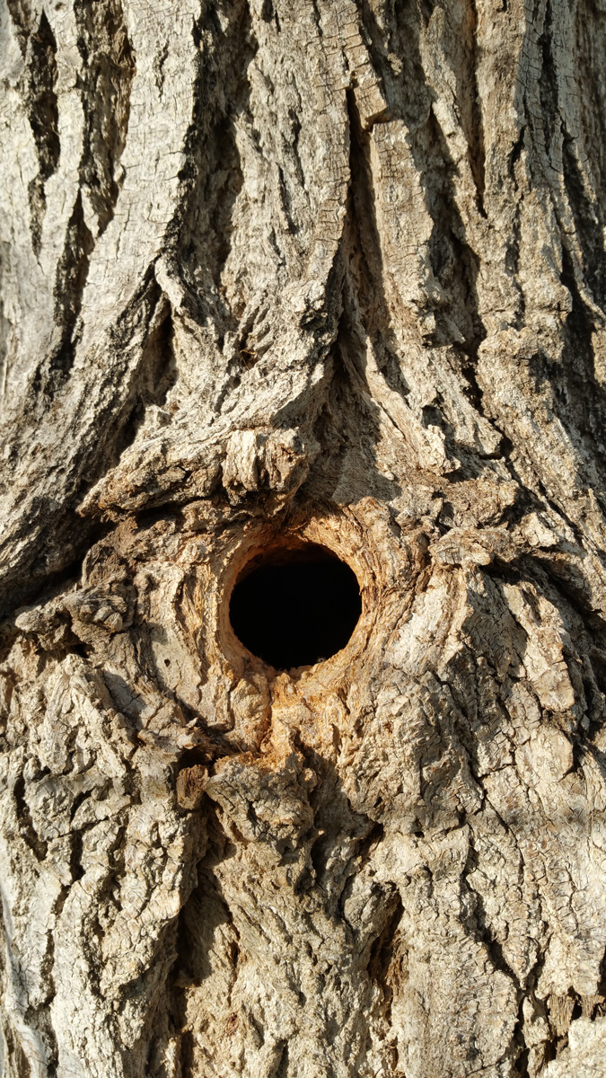 Woodpecker Home