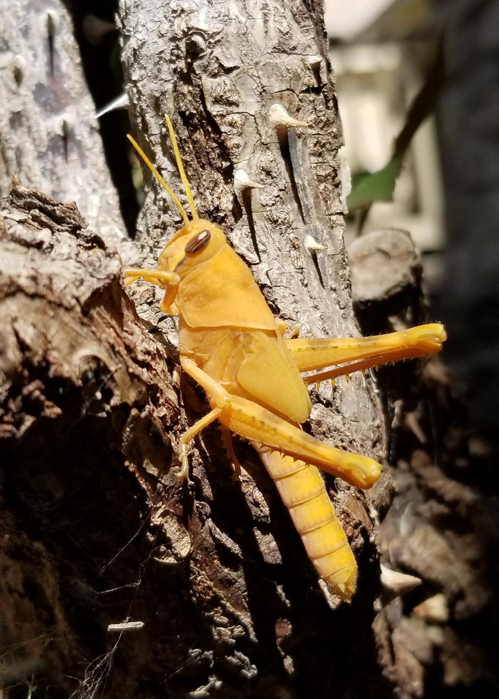 Yellow Grasshopper II