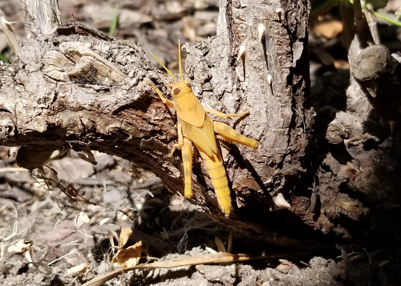 Yellow Grasshopper