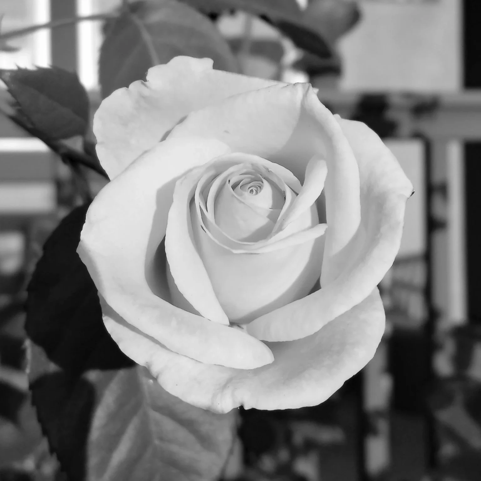 Yellow Rose B&W