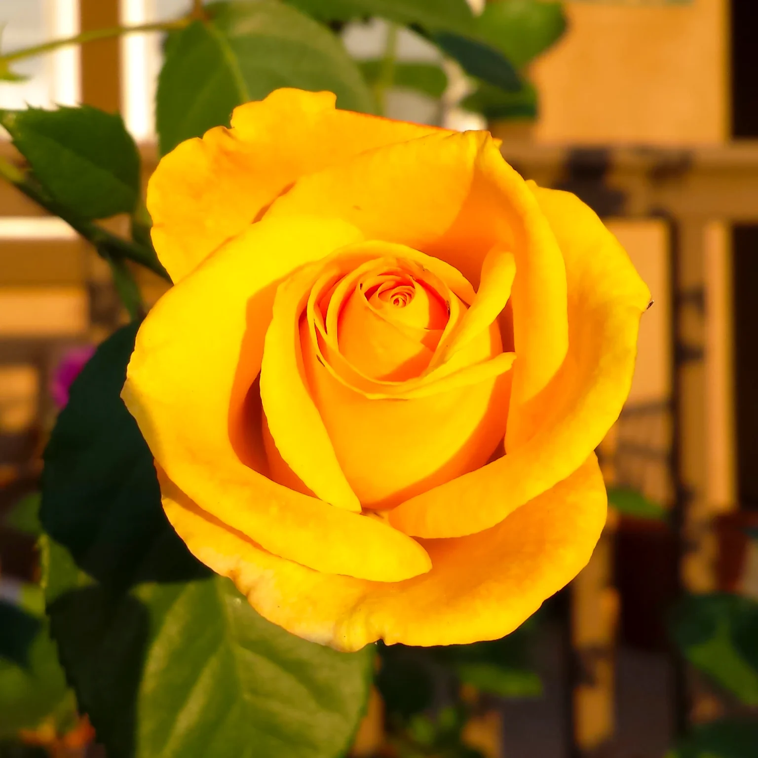 Yellow Rose