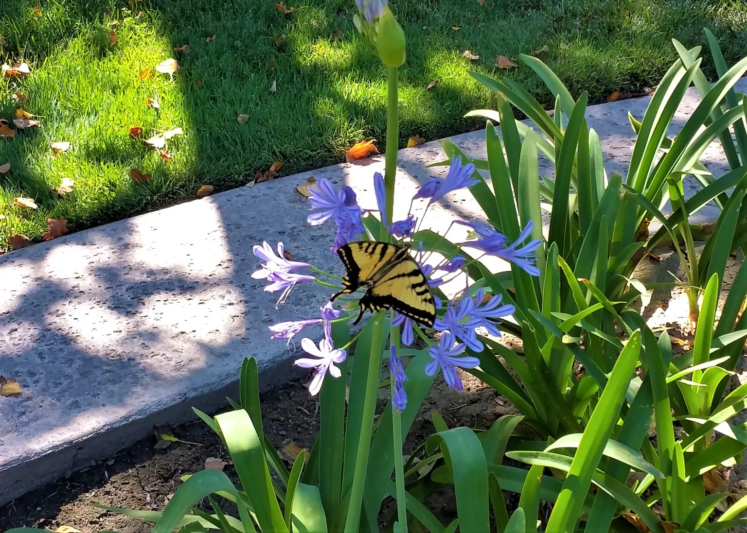 Tiger Swallowtail – Bakersfield