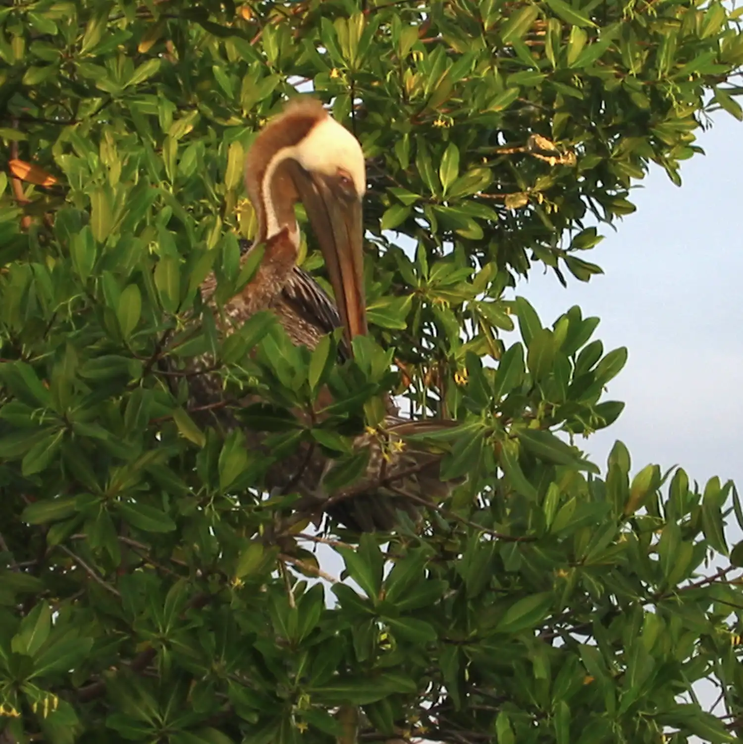 Hidden Pelican – Aruba