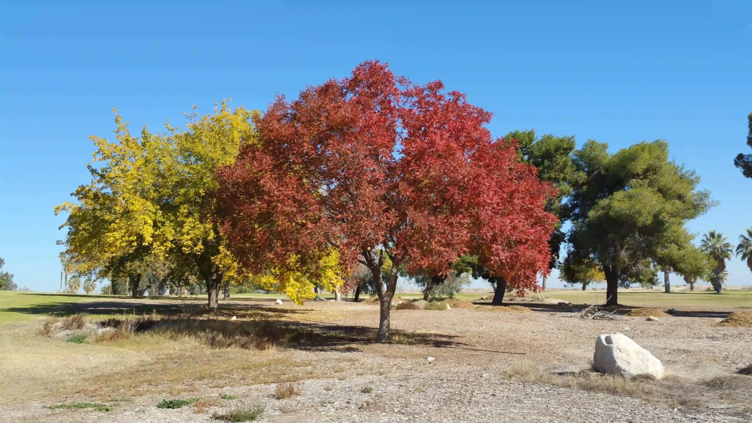 Colorful Tress – Bakersfield