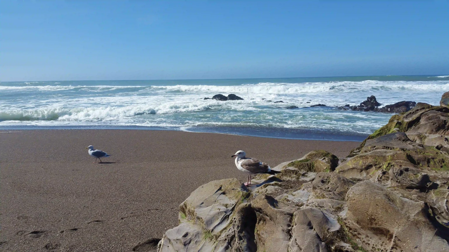 Seashore with Seagulls – Cambria