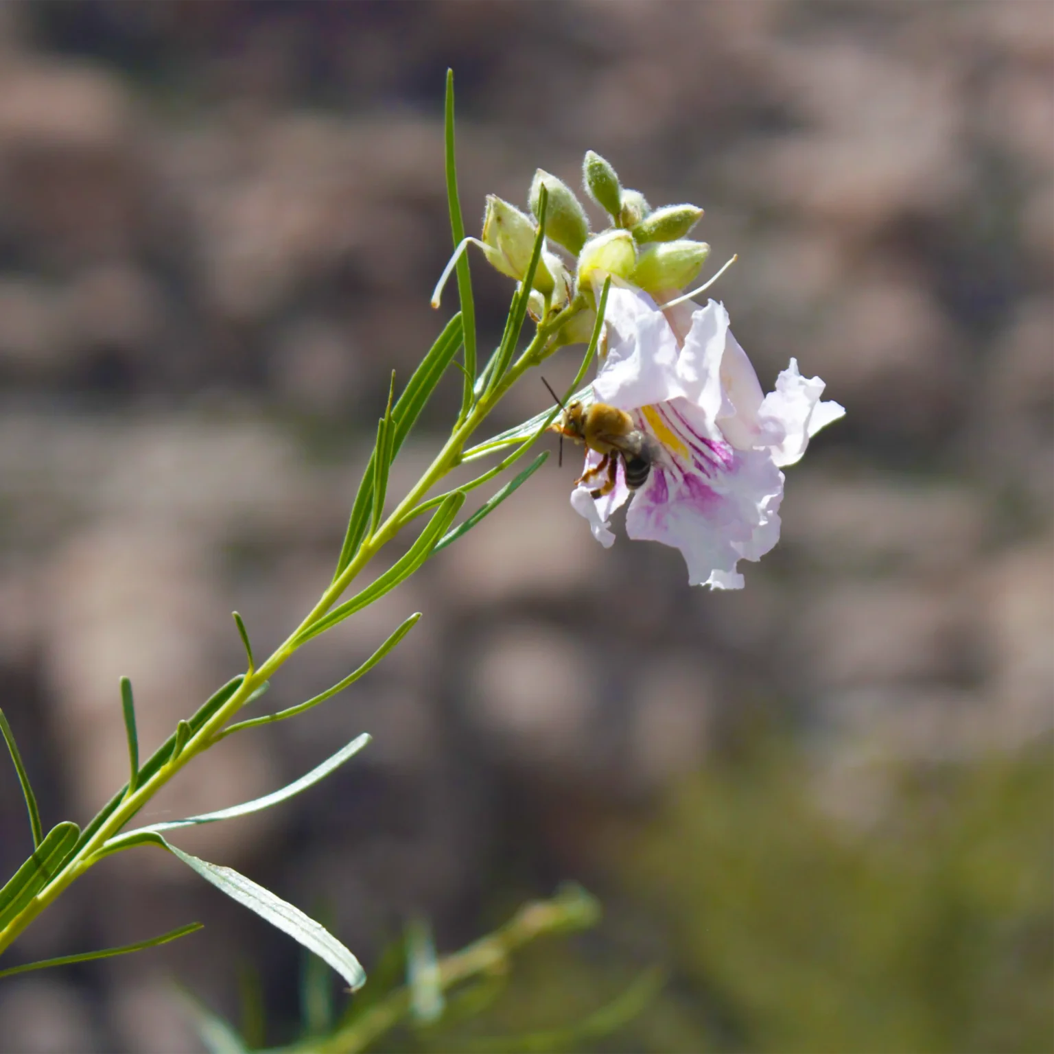 Bee and a Flower – Bakersfield