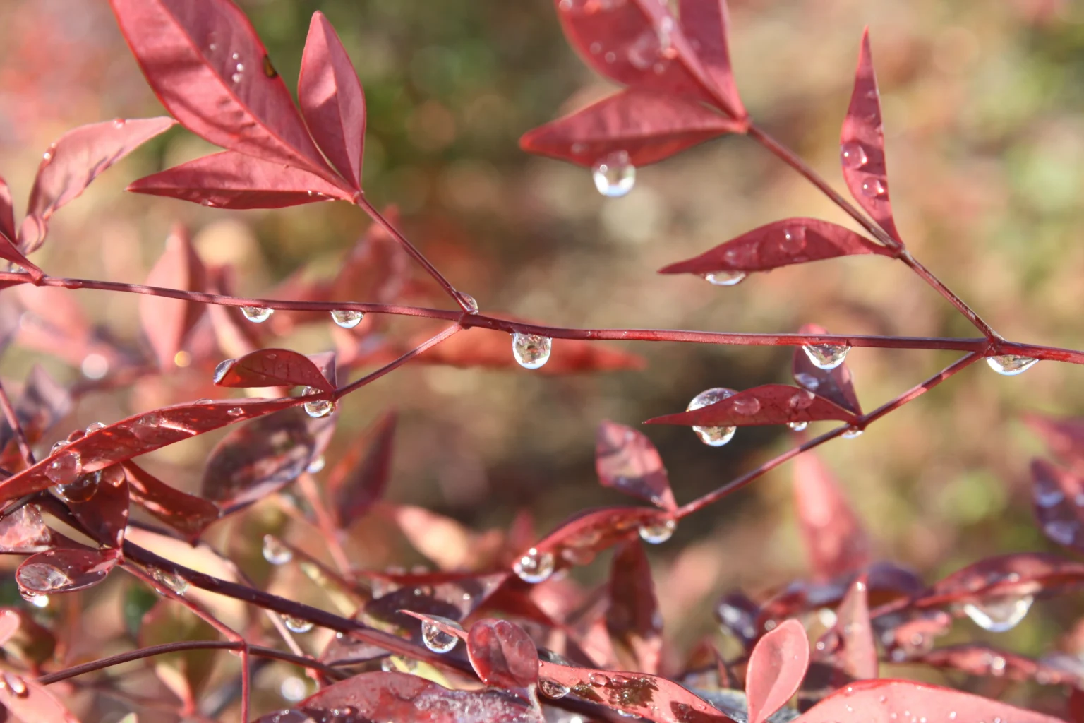 Winter Morning Dew – Bakersfield