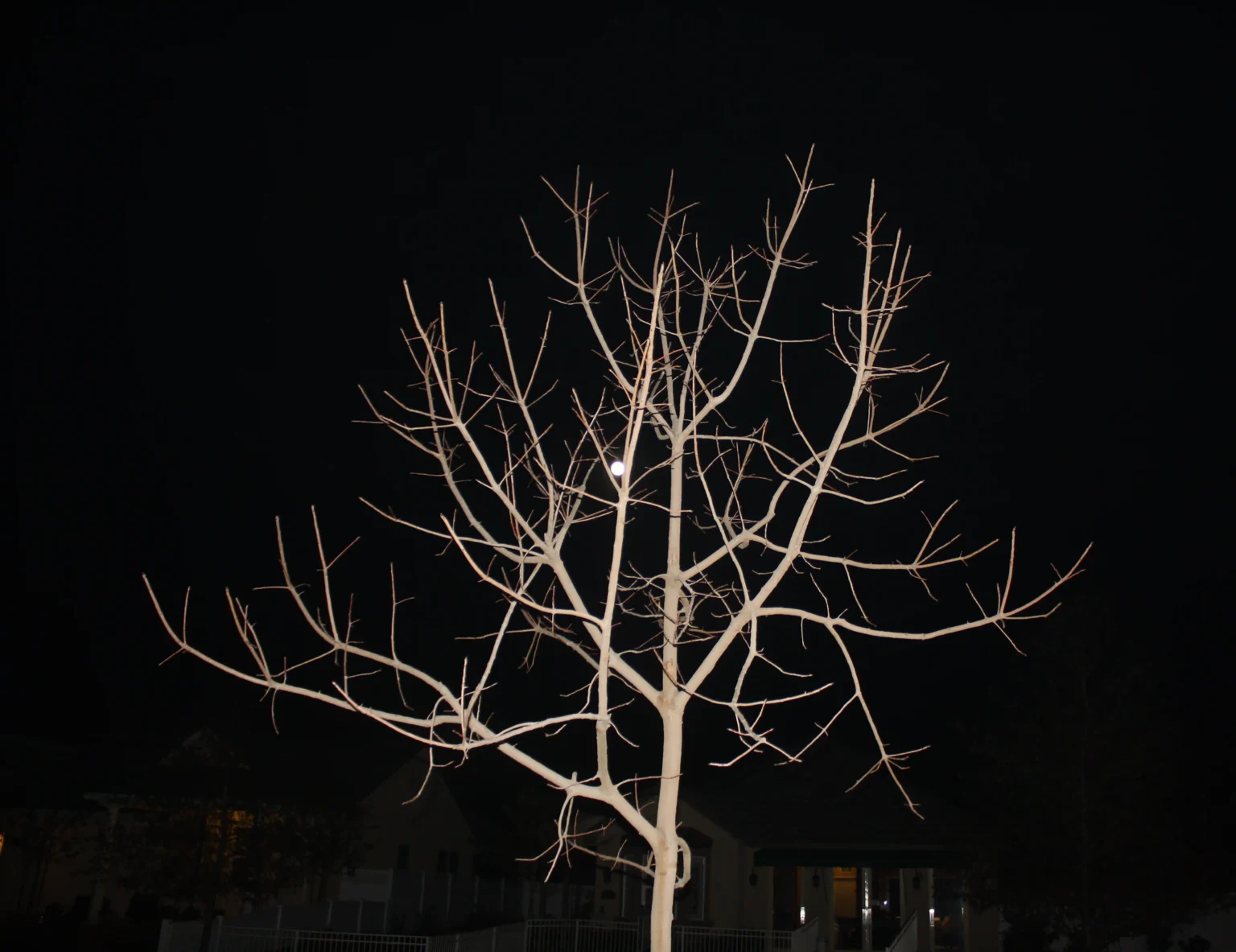 Tree in Autum, with hidden Moon – Bakersfield