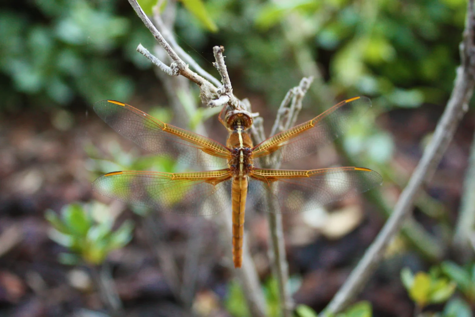 Brown Dragonfly