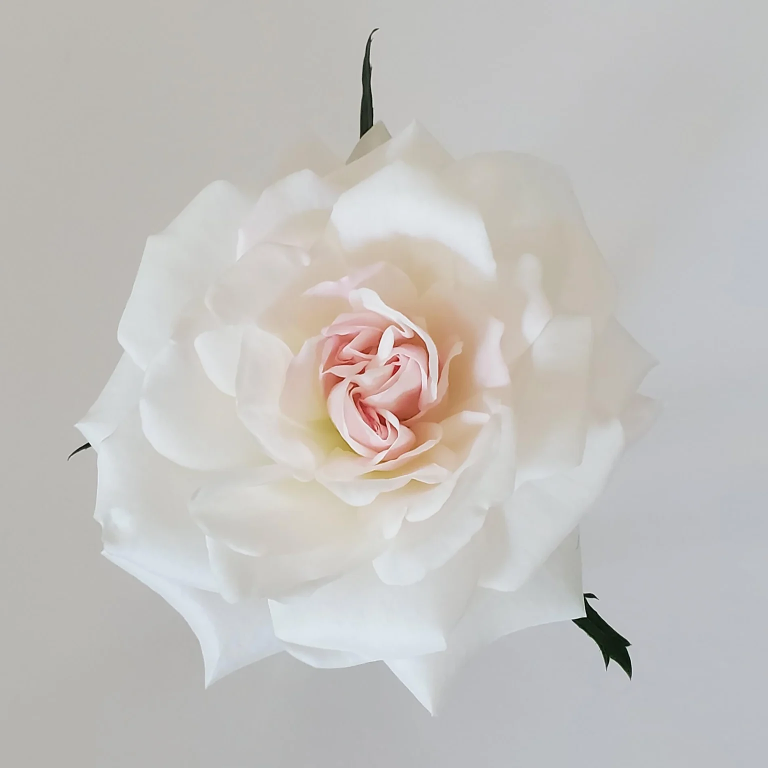 White Rose