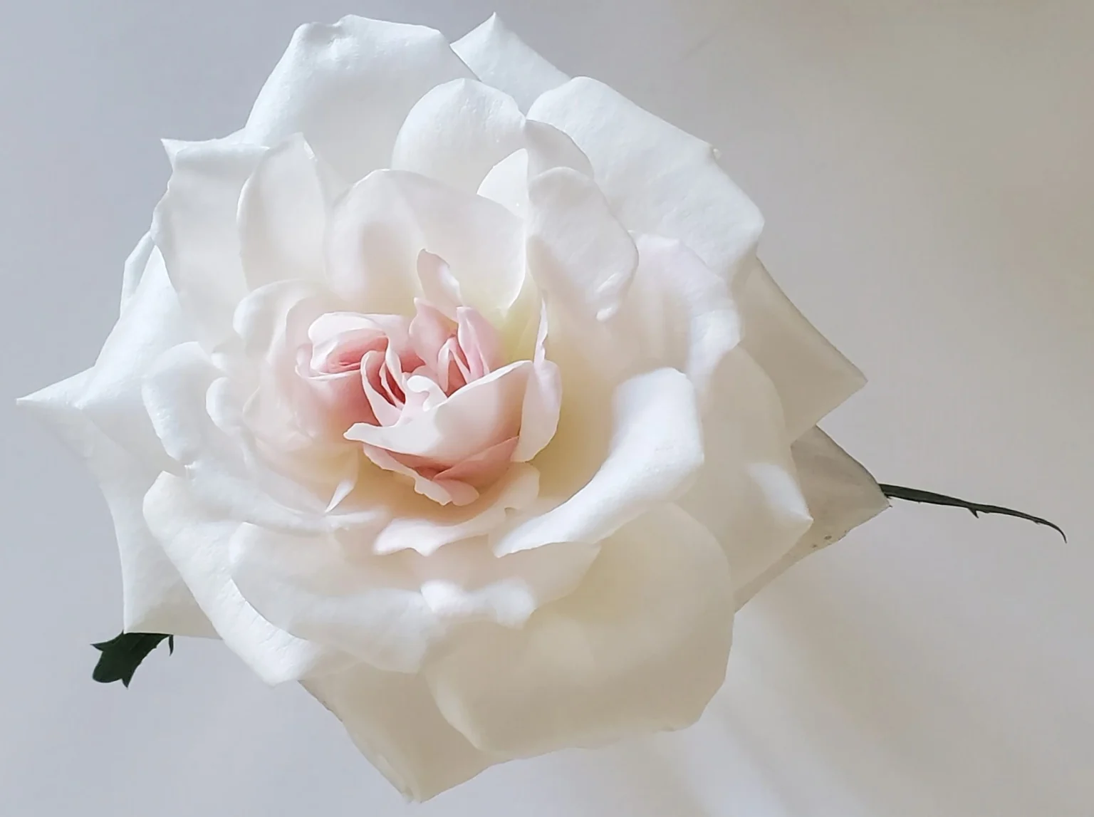 White Rose 2