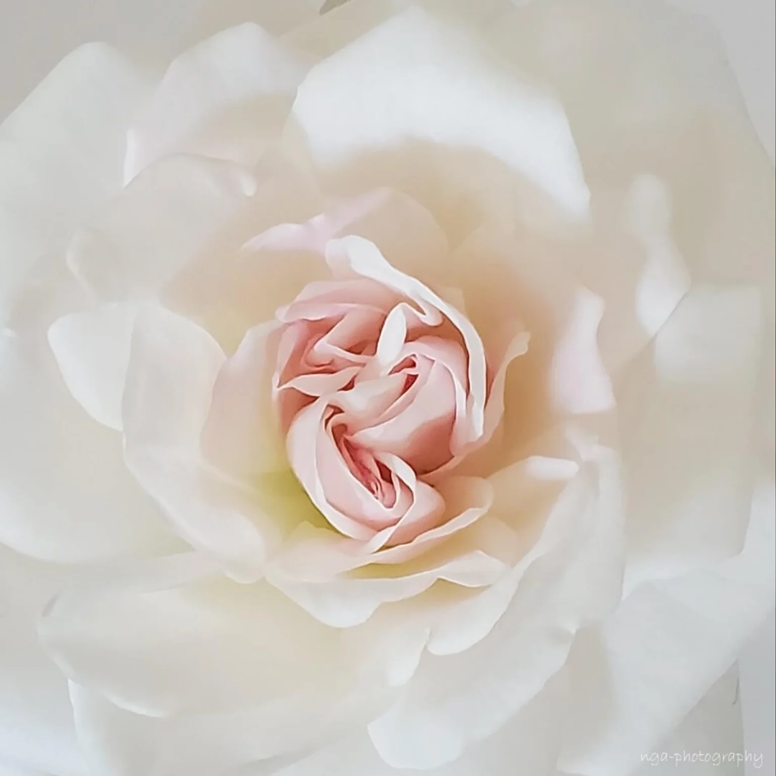 White Rose Close-Up