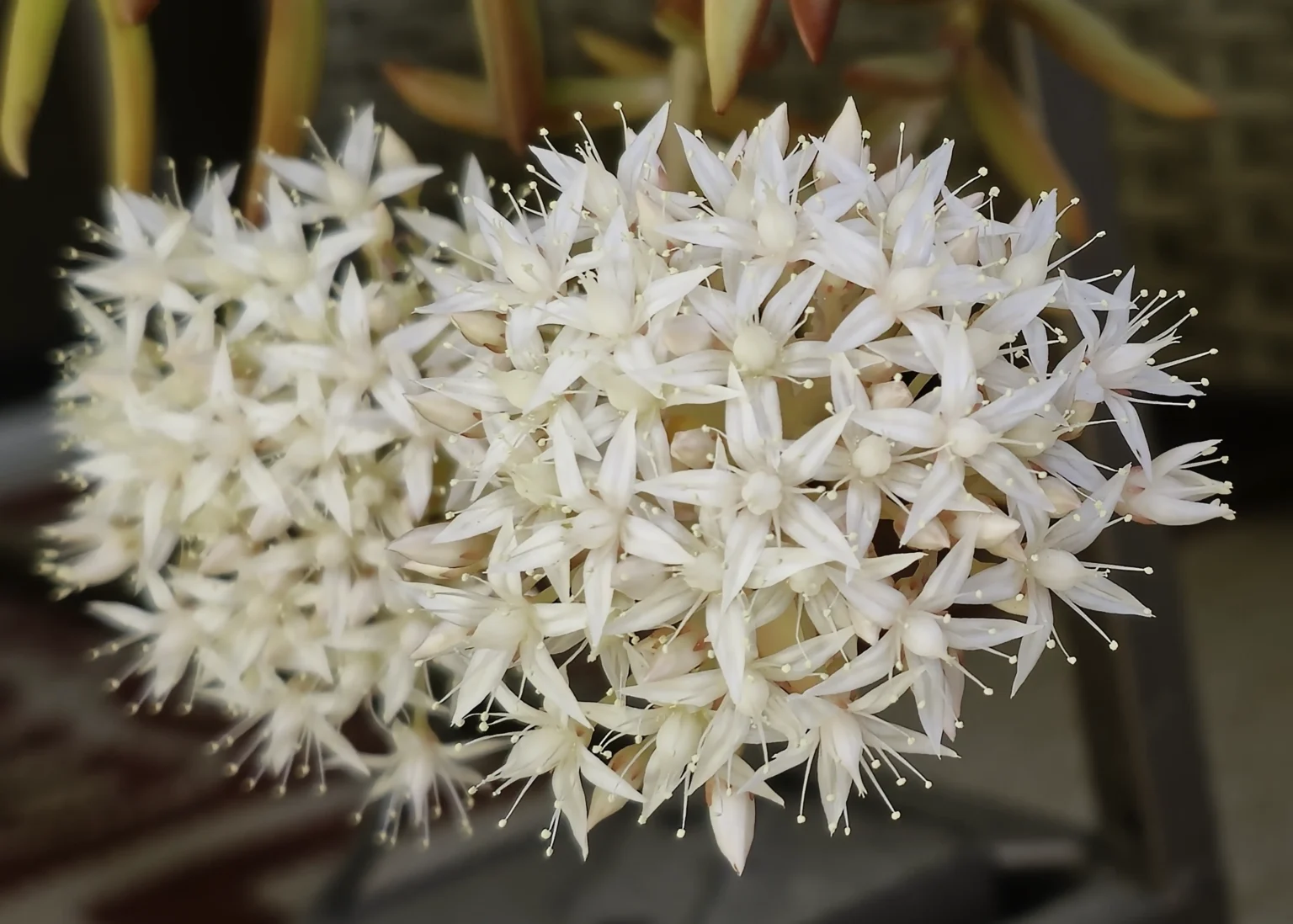 Succulent Flower