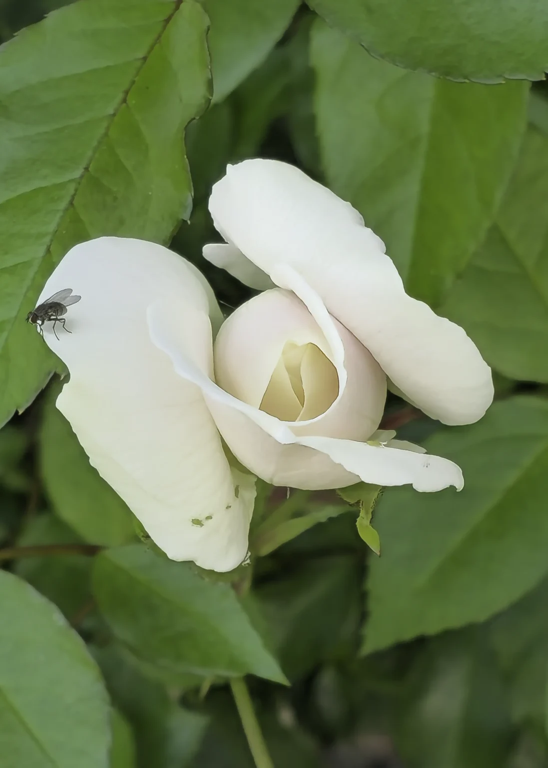 White Rose with a Fly