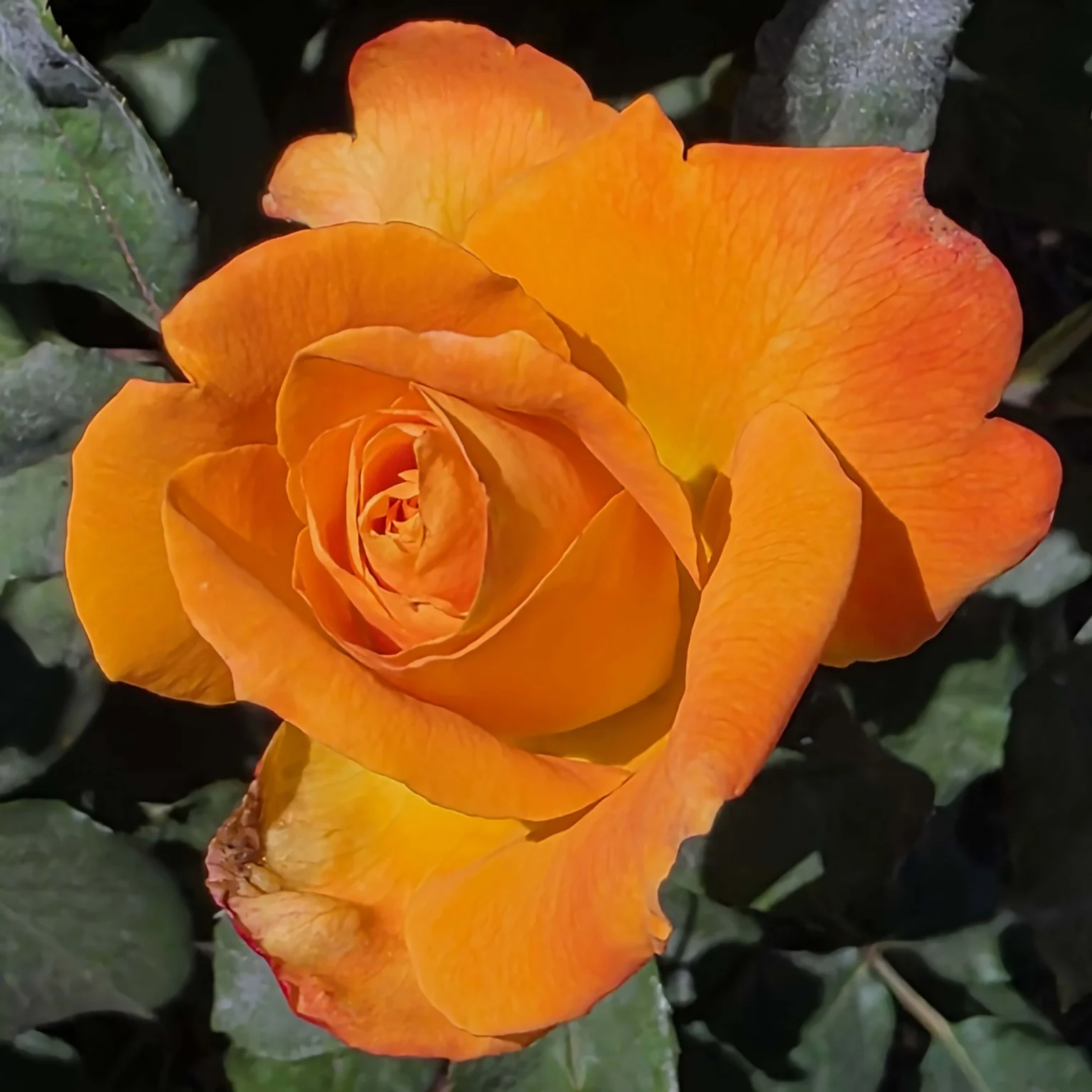 Orange Rose