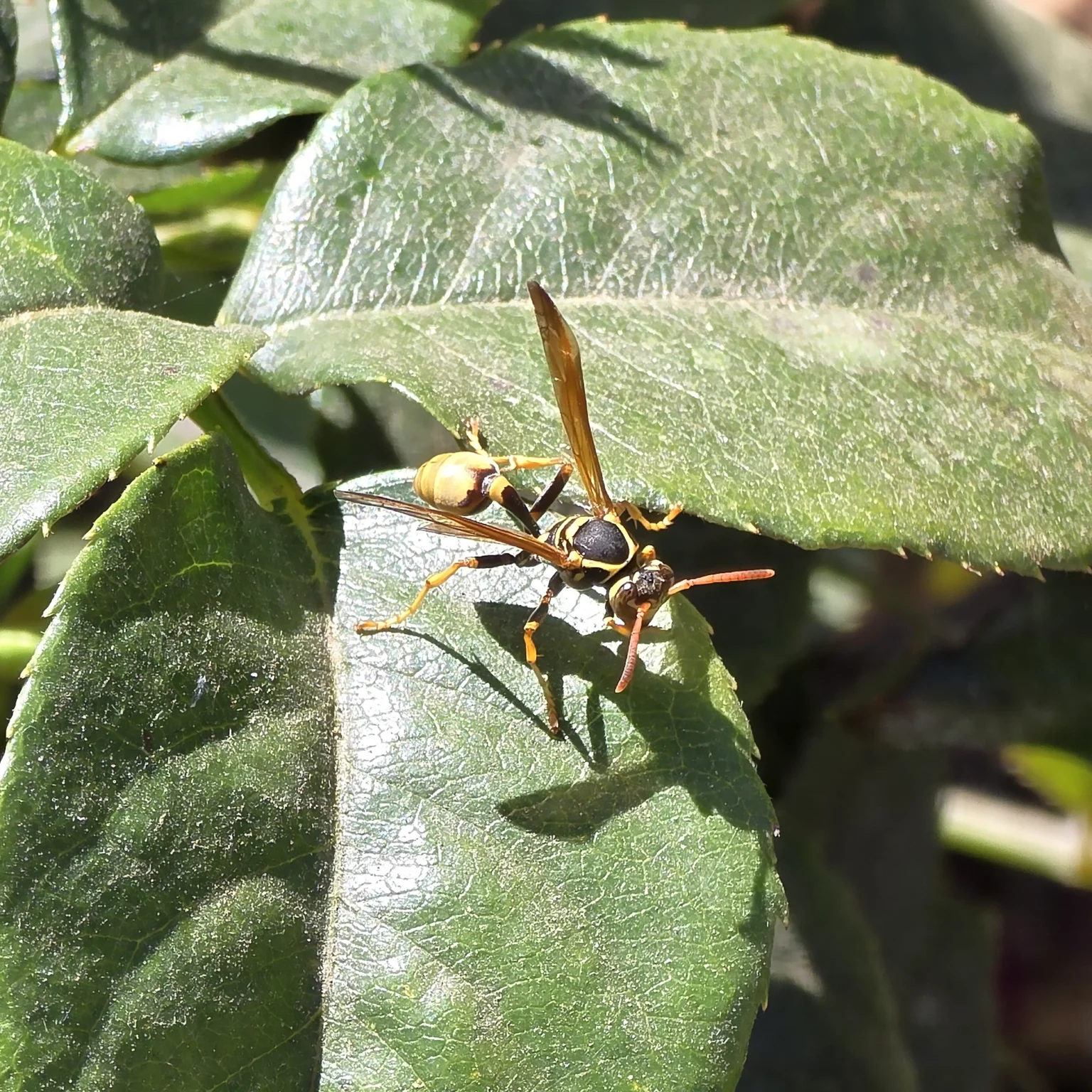 Wasp