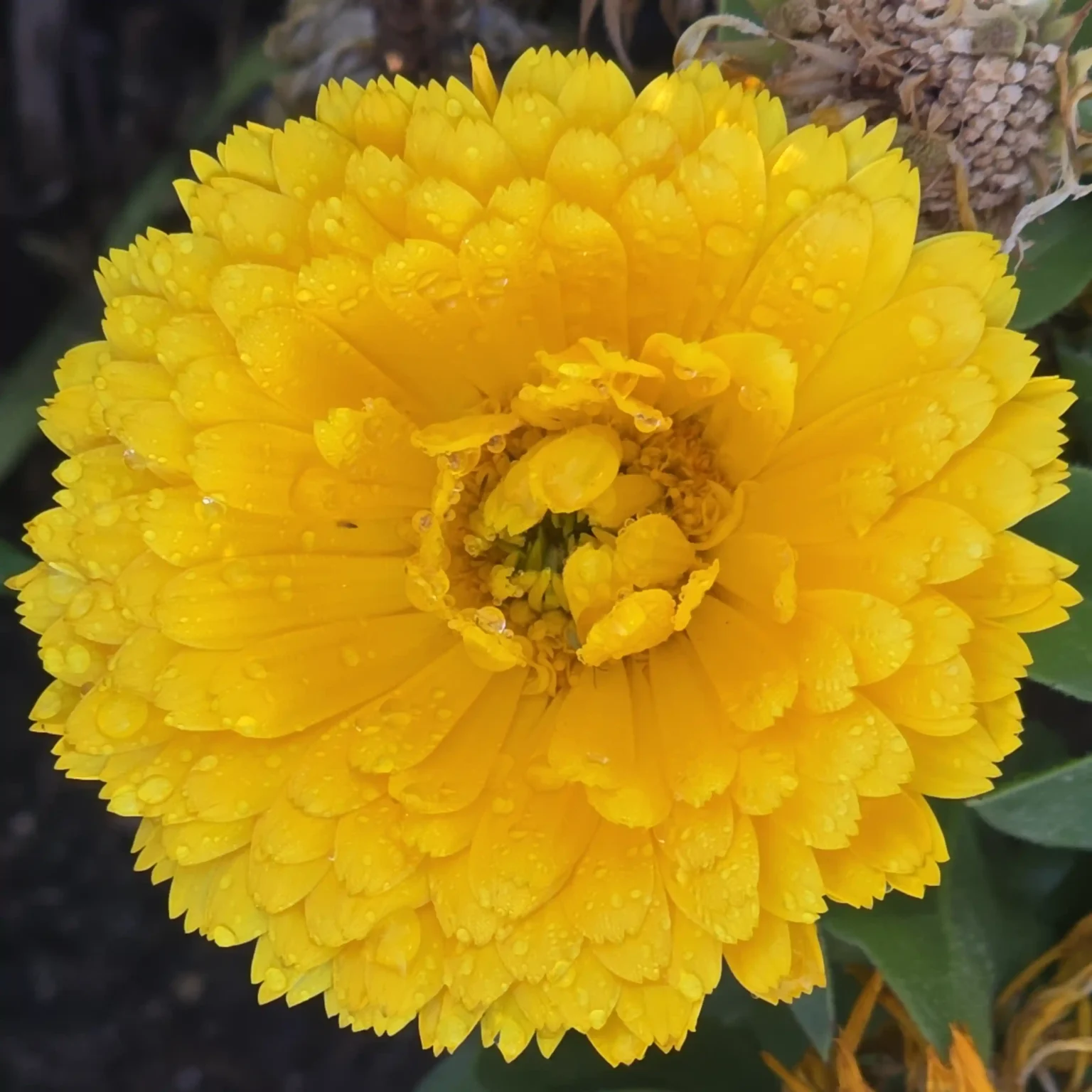Morning Dew on Yellow Flower