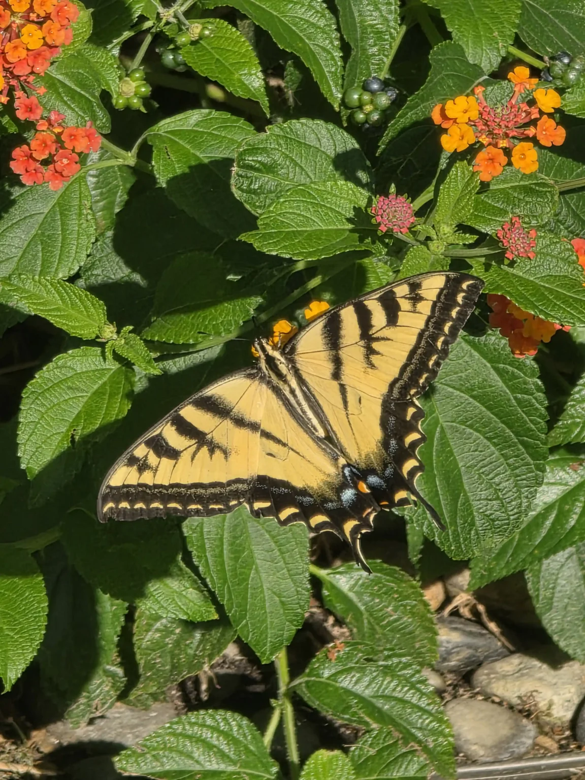Tiger Swallowtail Butterfly
