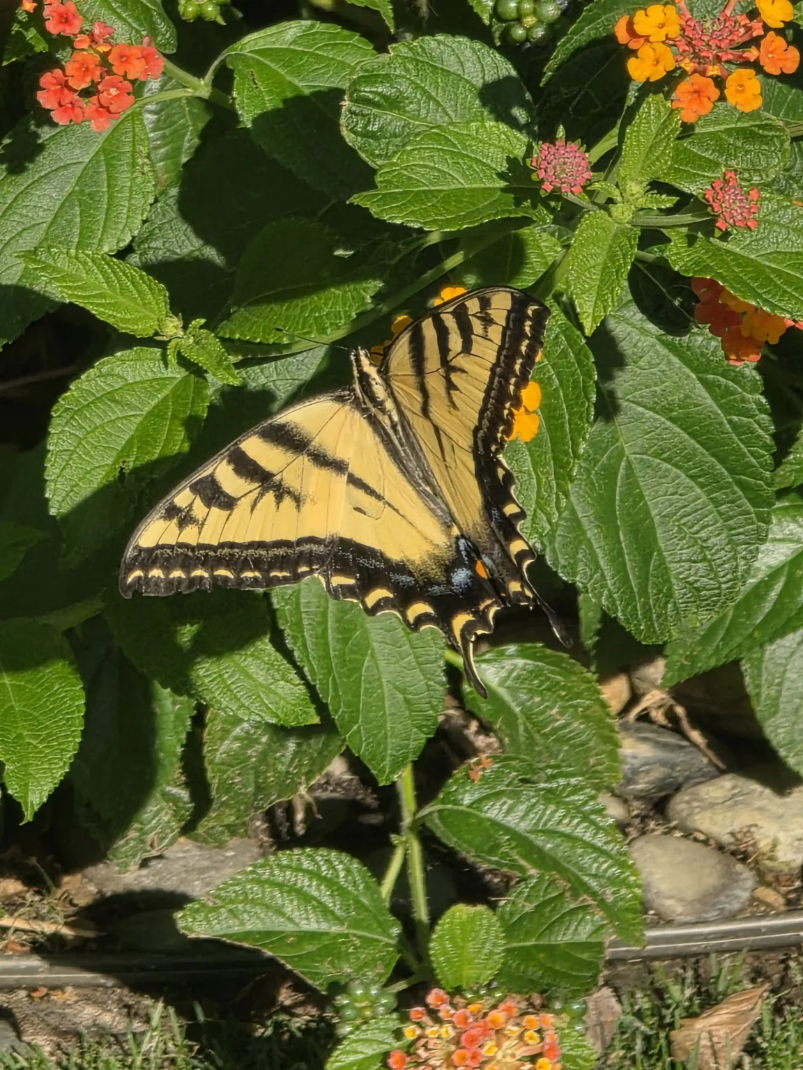 Tiger Swallowtail