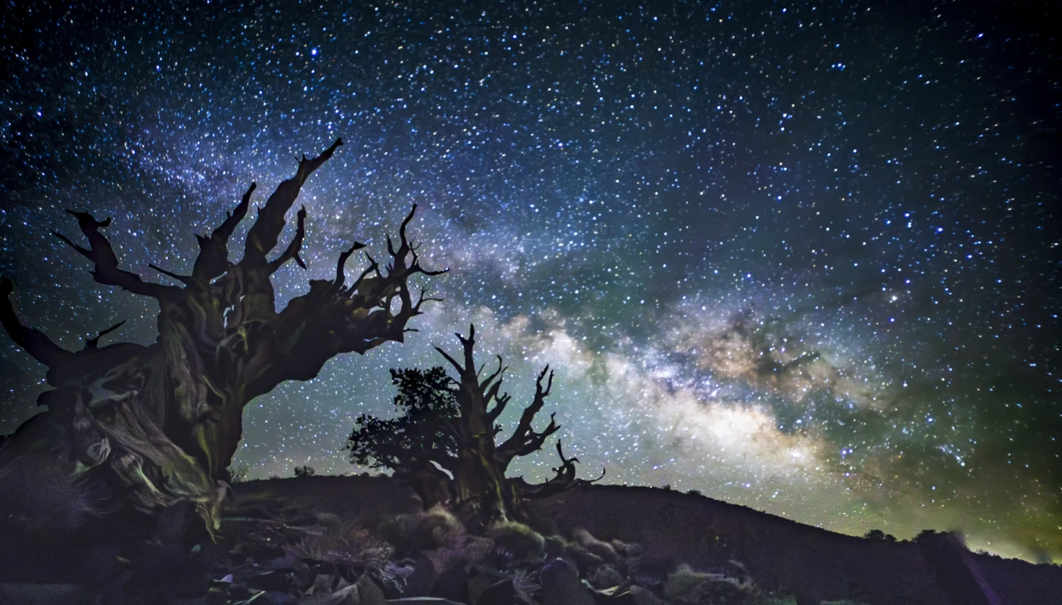 Milky way & Bristlecone Pine