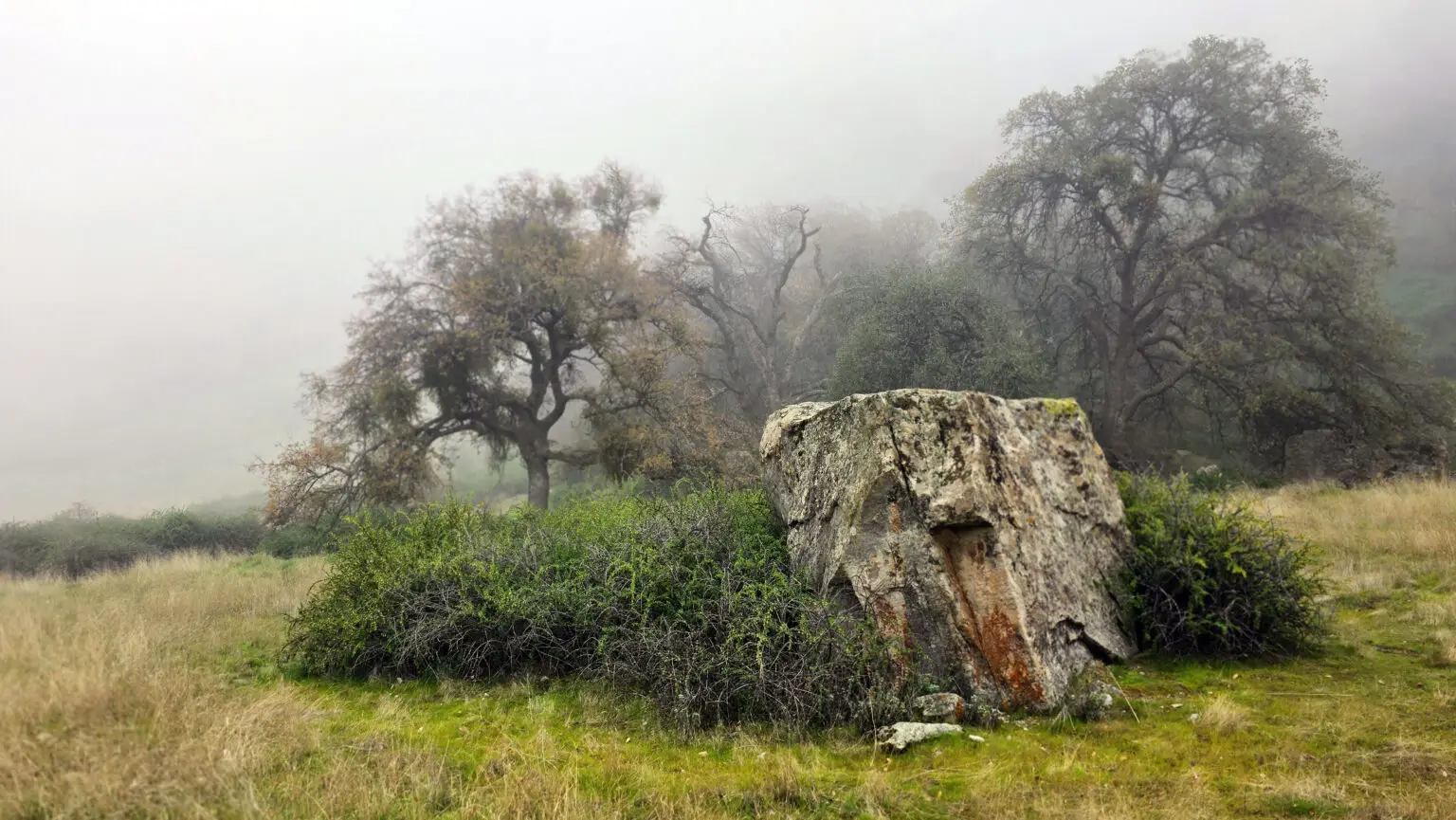 Lichened Rock, Wind Wolfes Preserve