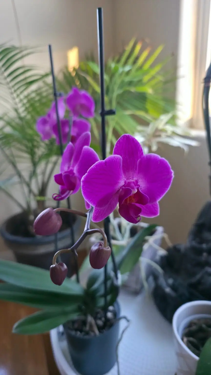 Purple Orchid